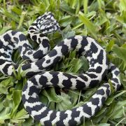 Pure Jungle Axanthic Carpet Python female