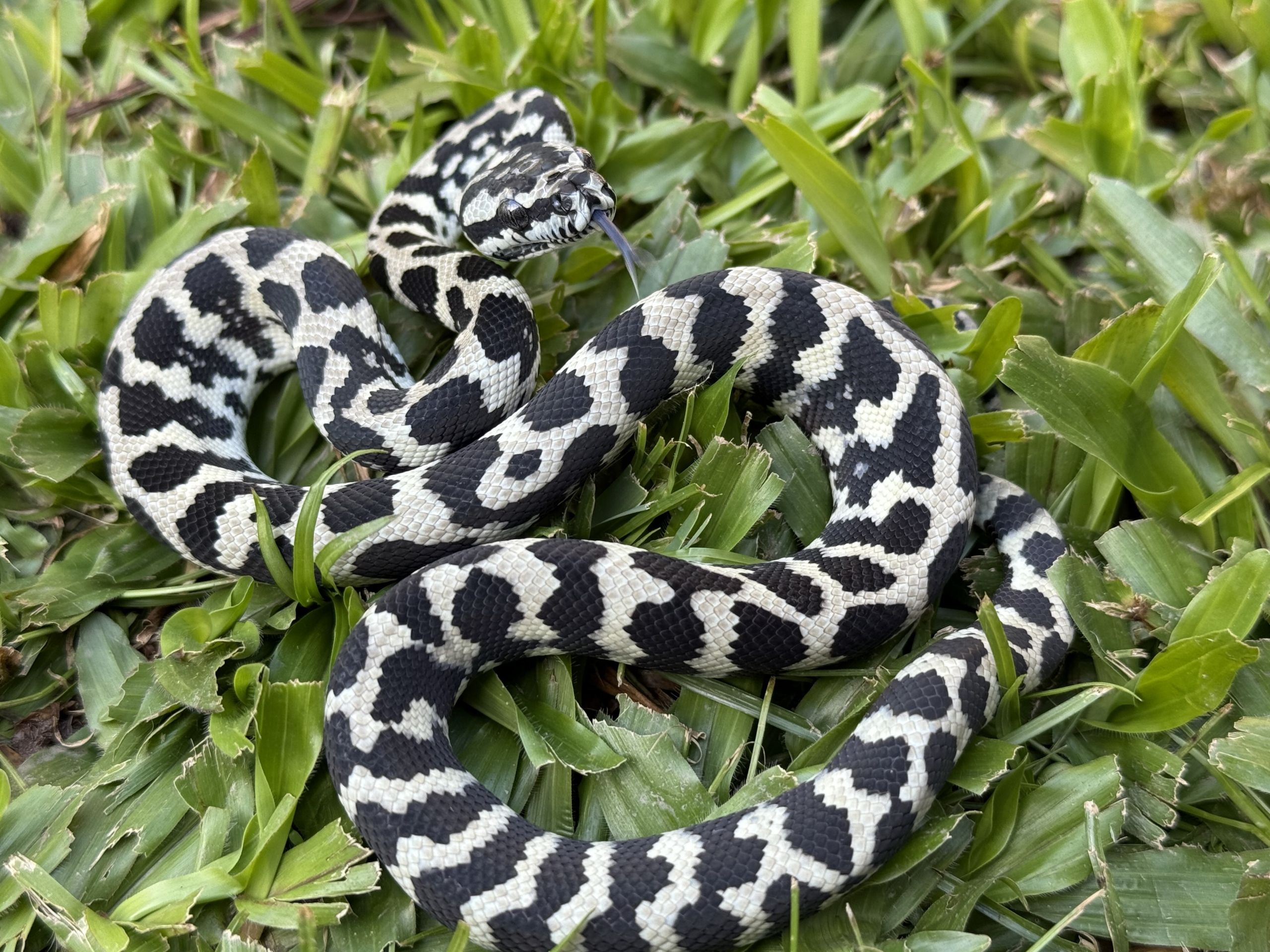 Pure Jungle Axanthic Carpet Python female