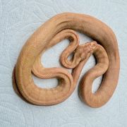Albino Het Axanthic carpet python