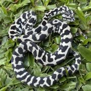 Pure Jungle Axanthic Carpet Python female