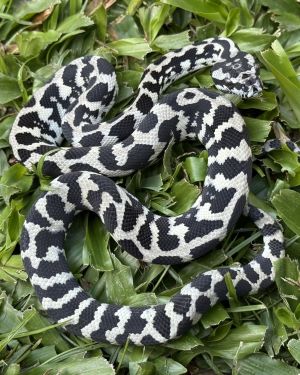 Pure Jungle Axanthic Carpet Python female