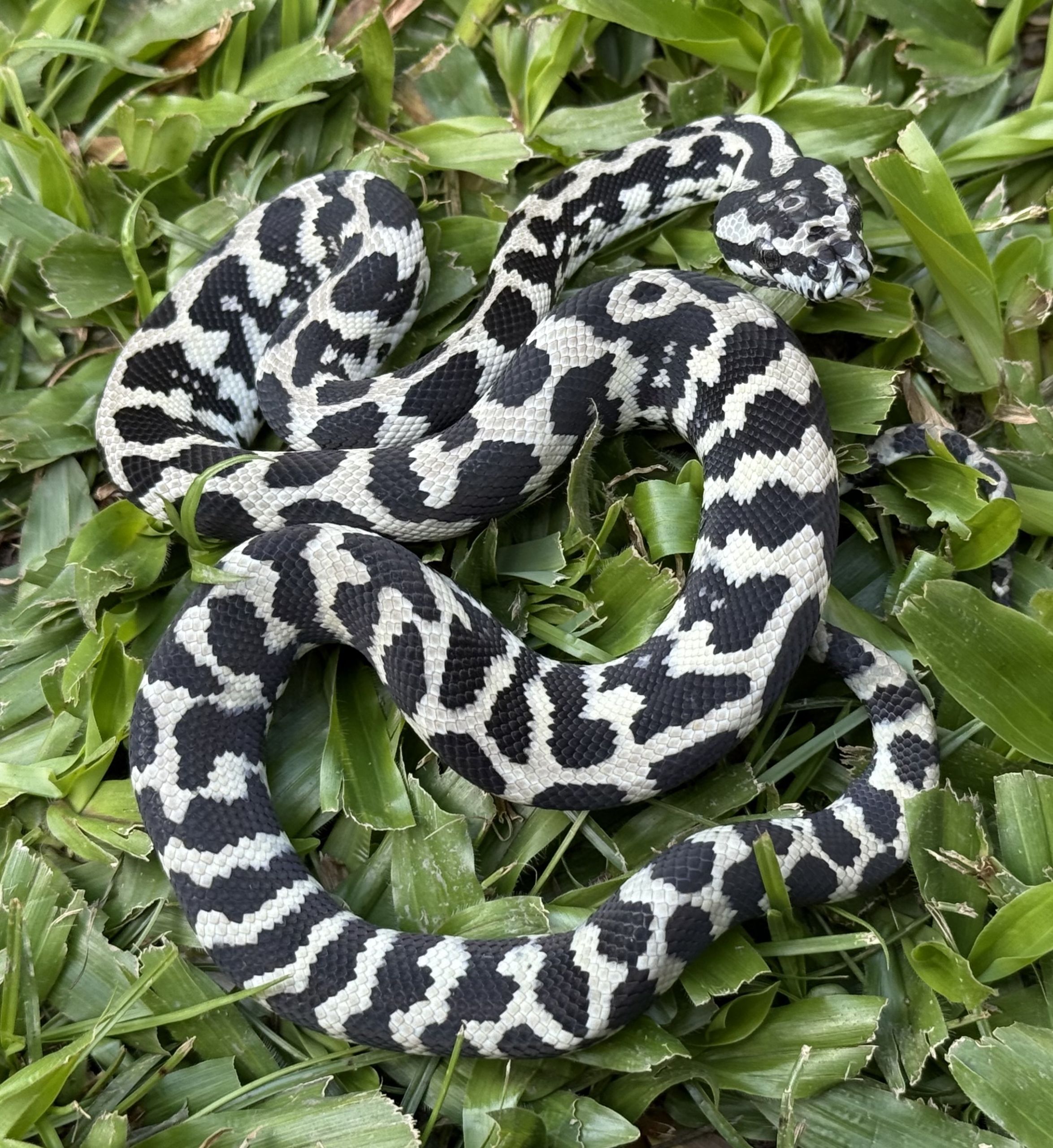 Pure Jungle Axanthic Carpet Python female