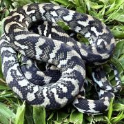 Axanthic Het Albino Carpet Python female