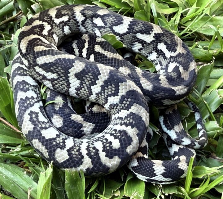 Axanthic Het Albino Carpet Python female - The Snake Pit
