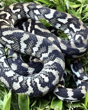 Axanthic Het Albino Carpet Python female