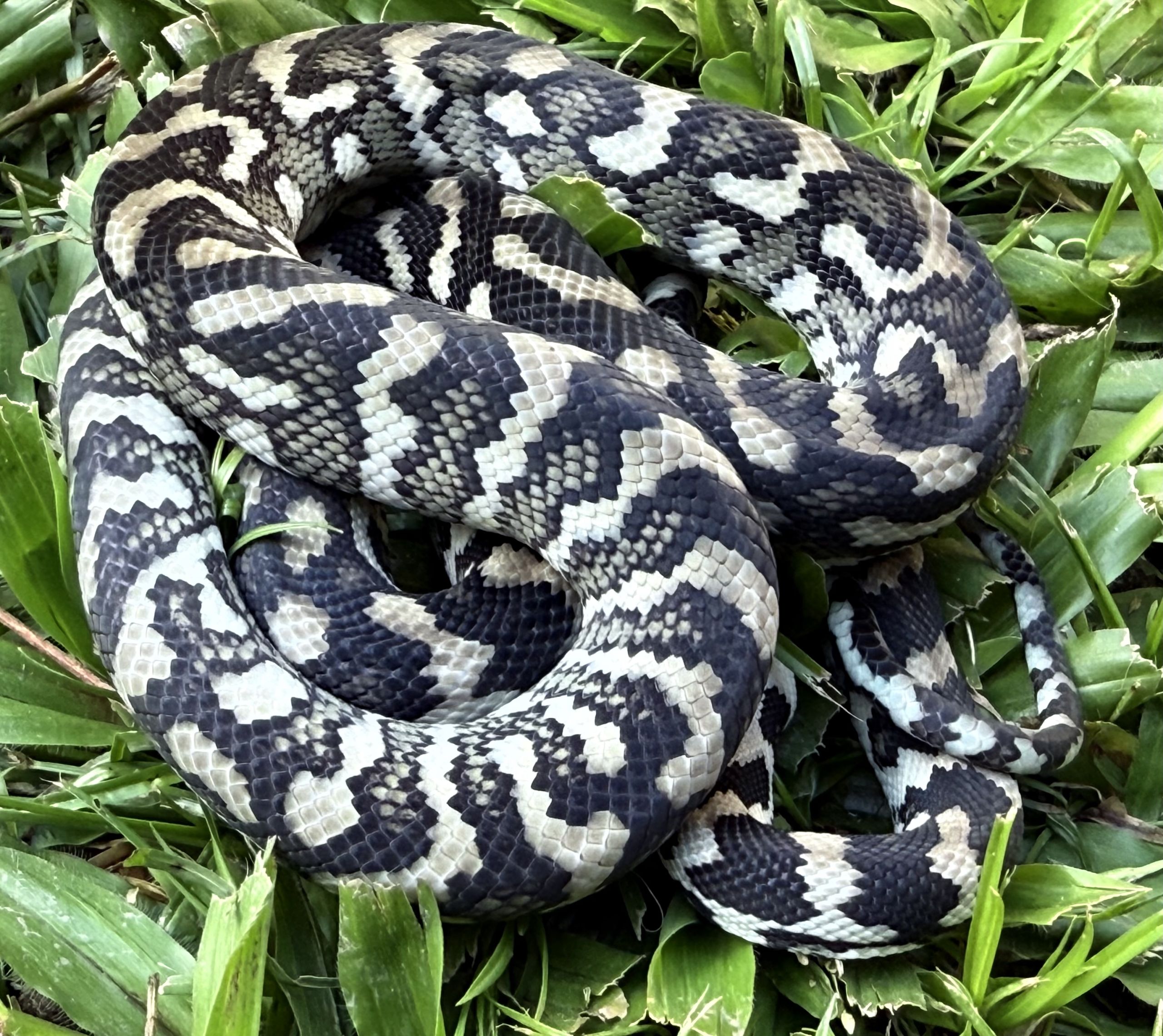 Axanthic Het Albino Carpet Python female
