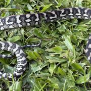 Axanthic Het Albino Carpet Python female