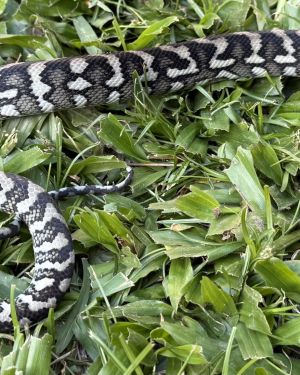 Axanthic Het Albino Carpet Python female