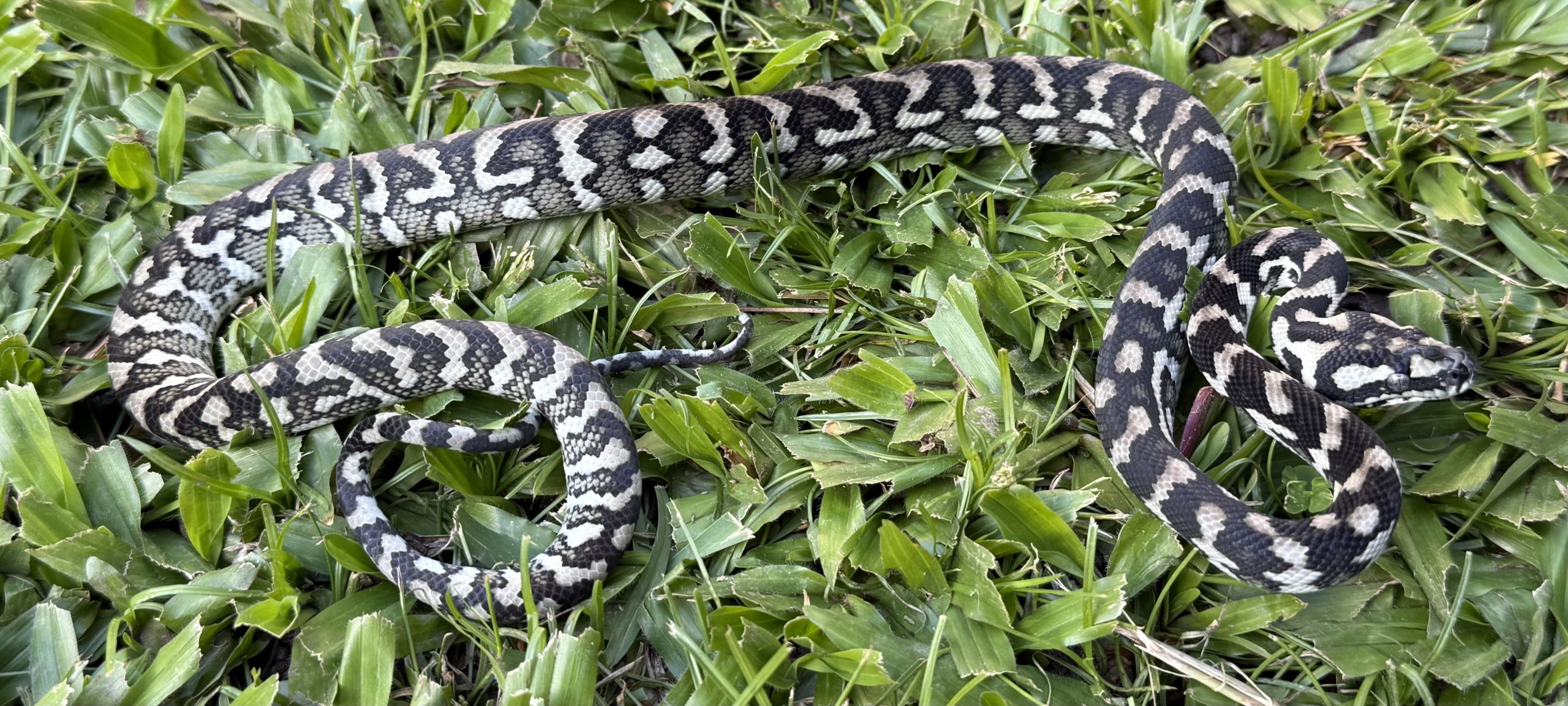 Axanthic Het Albino Carpet Python female