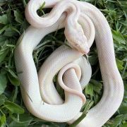 Snow carpet python male