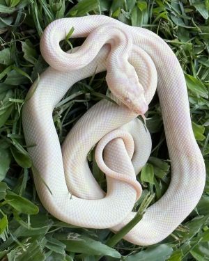 Snow carpet python Female