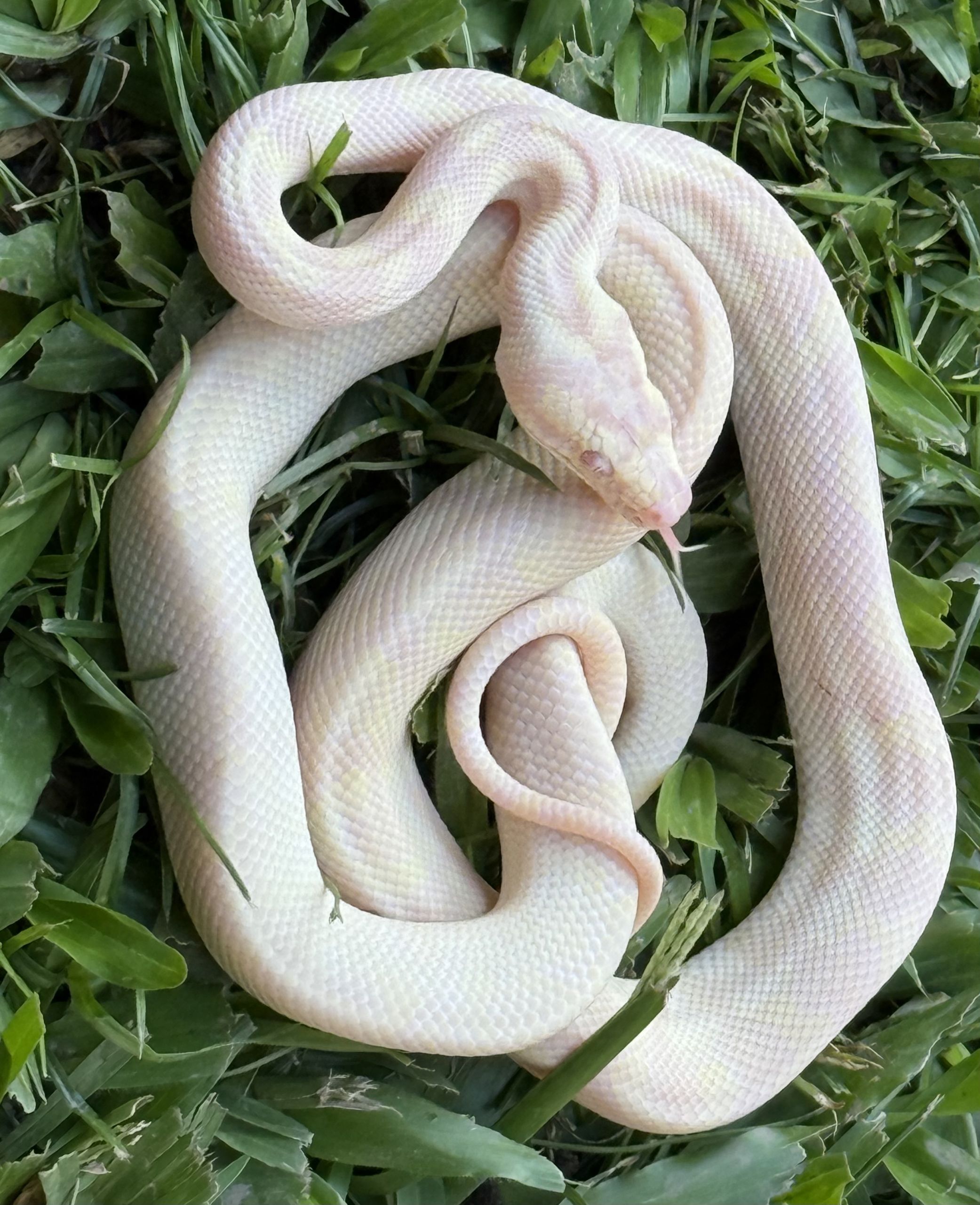 Snow carpet python male