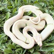 Snow carpet python male