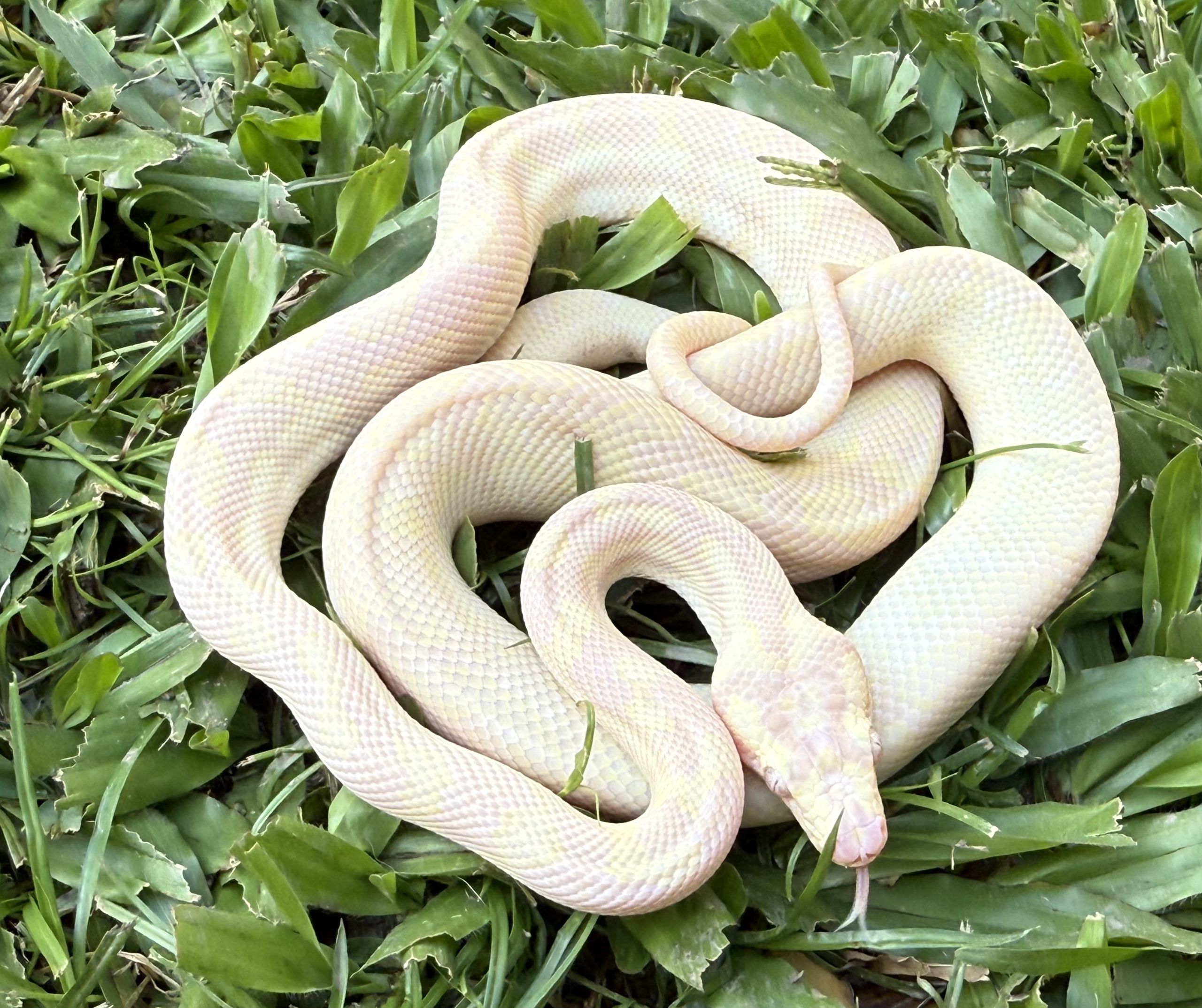 Snow carpet python male