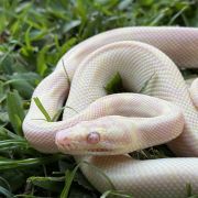 Snow carpet python male