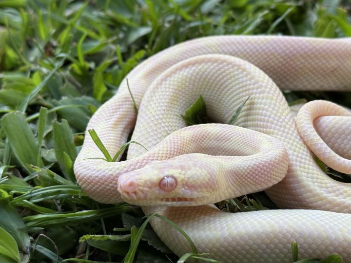 Snow carpet python male - The Snake Pit