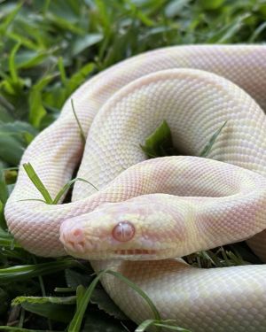Snow carpet python Female