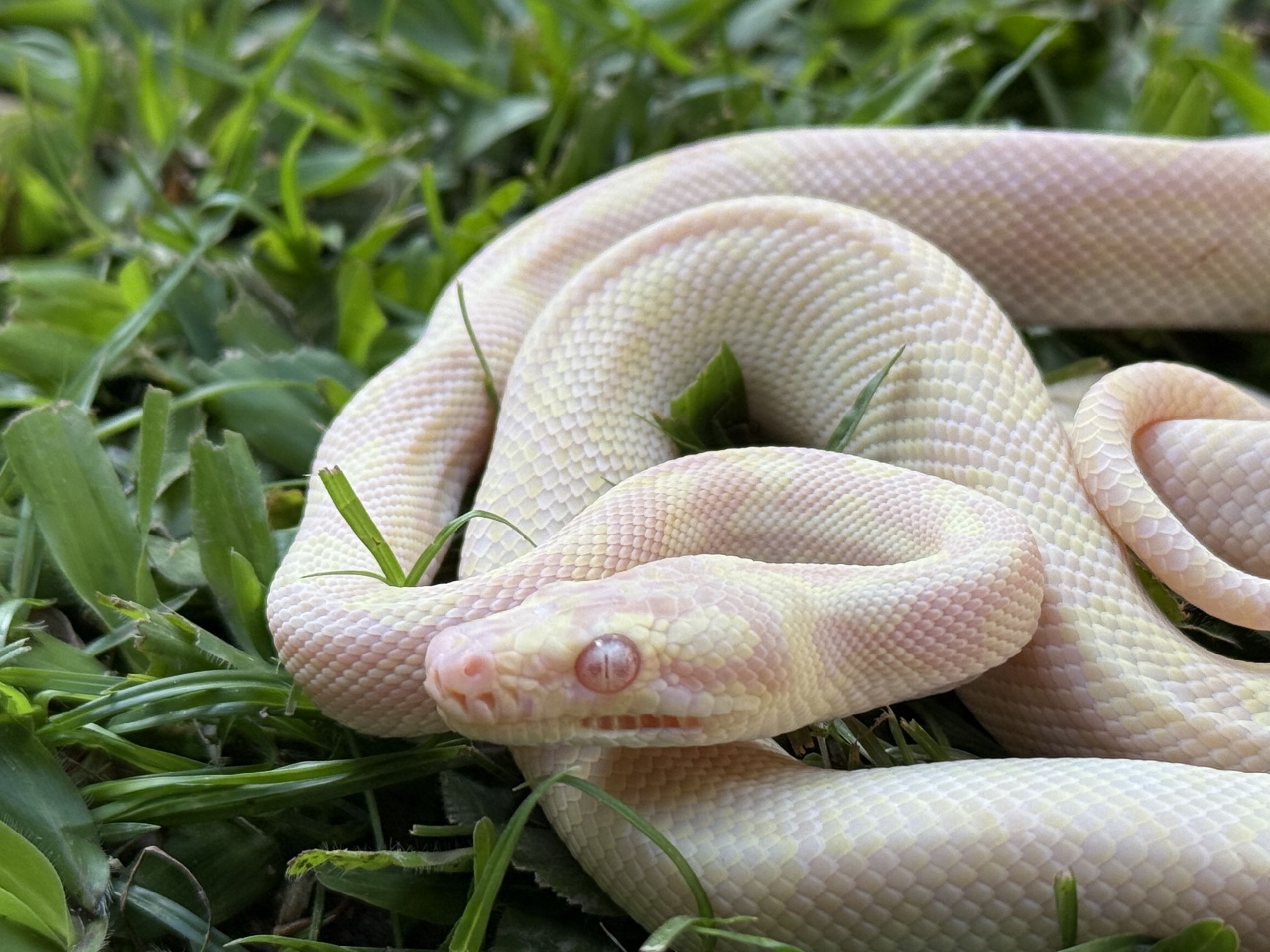 Snow carpet python male