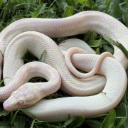 Snow carpet python male