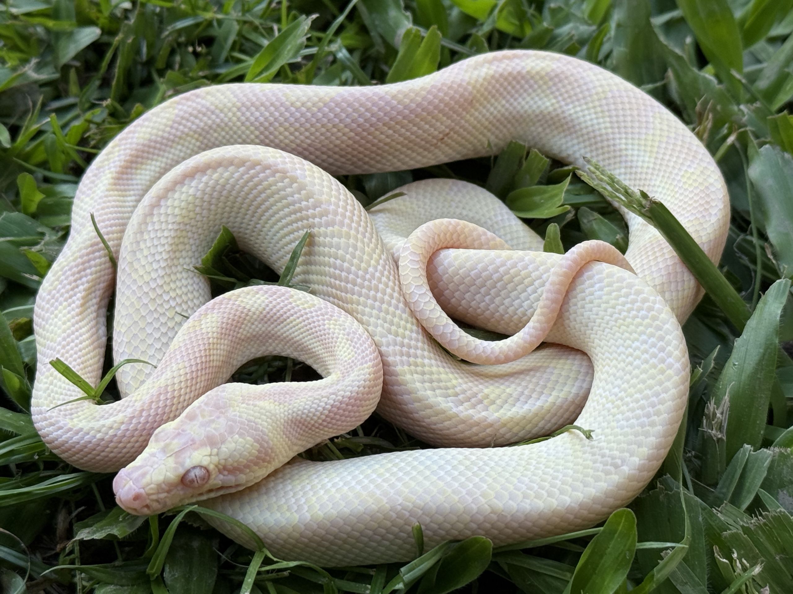 Snow carpet python male