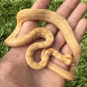 Albino het Axanthic carpet python
