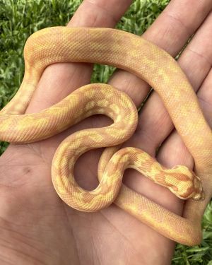 Albino het Axanthic carpet python