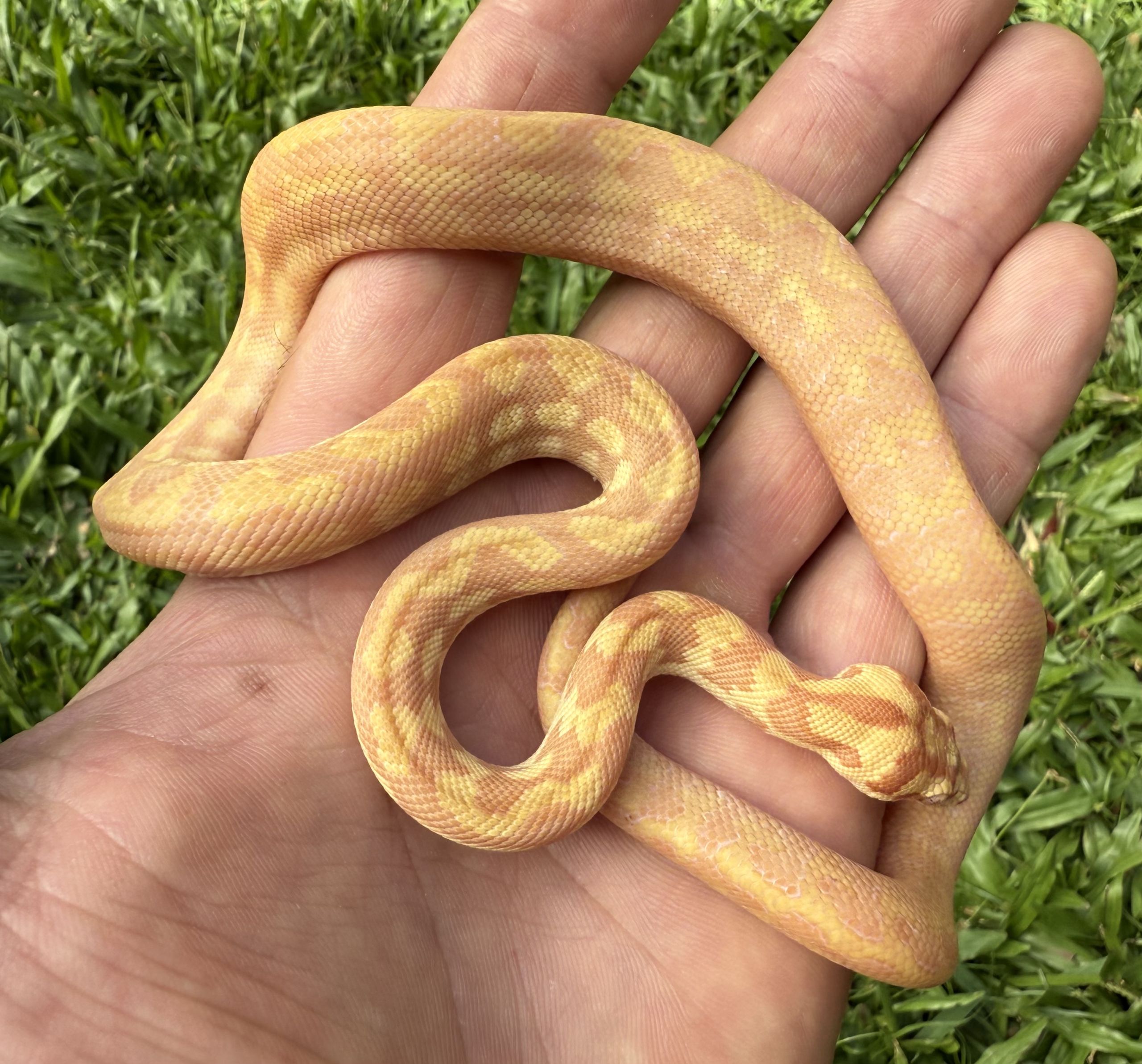 Albino het Axanthic carpet python