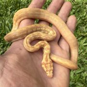 Albino het Axanthic carpet python