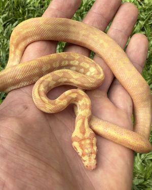 Albino het Axanthic carpet python
