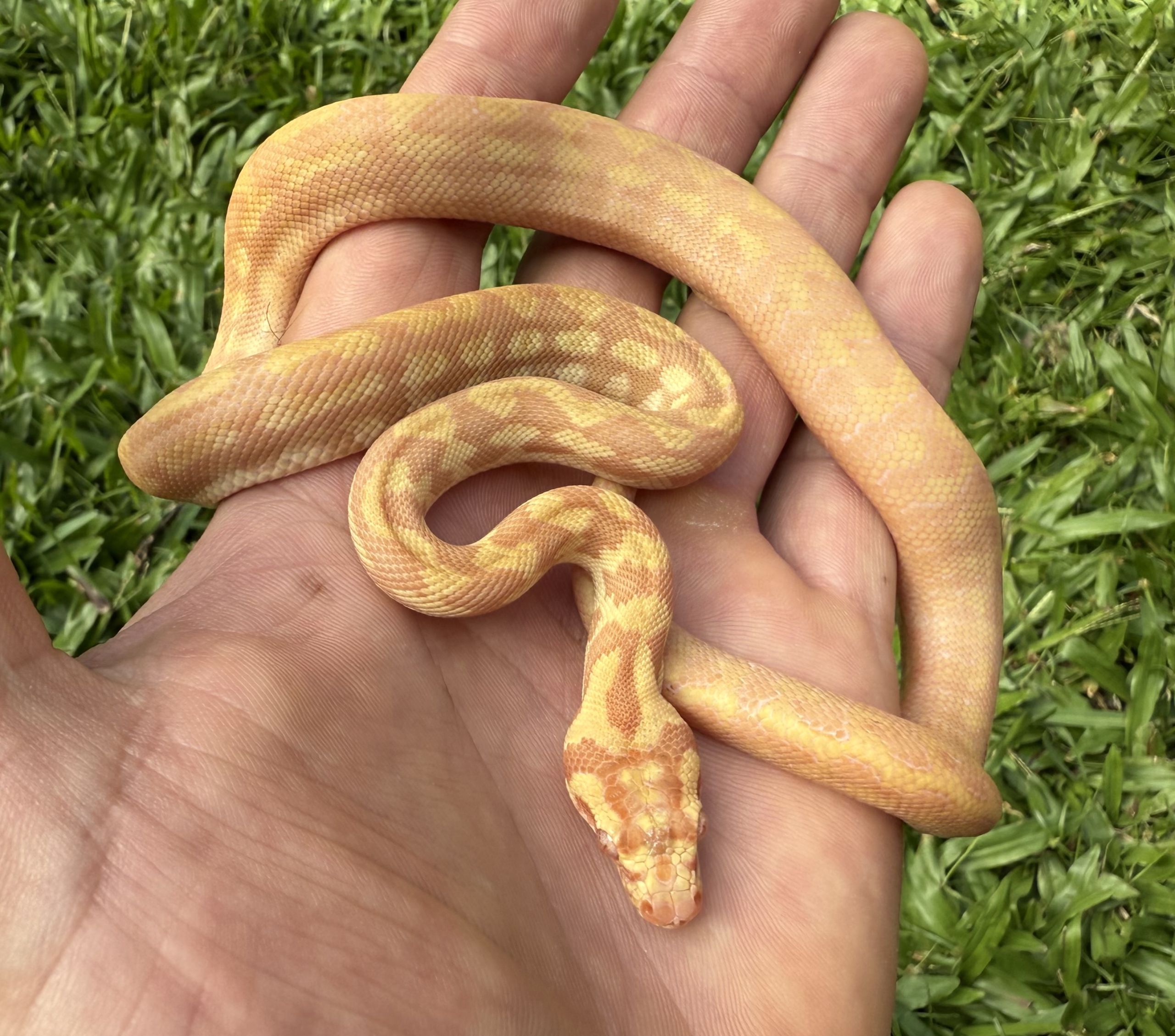 Albino het Axanthic carpet python