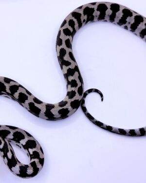 Pure Jungle Axanthic Carpet Python female