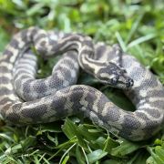 Ghost carpet python