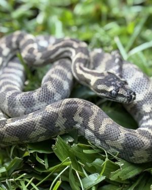 Ghost carpet python