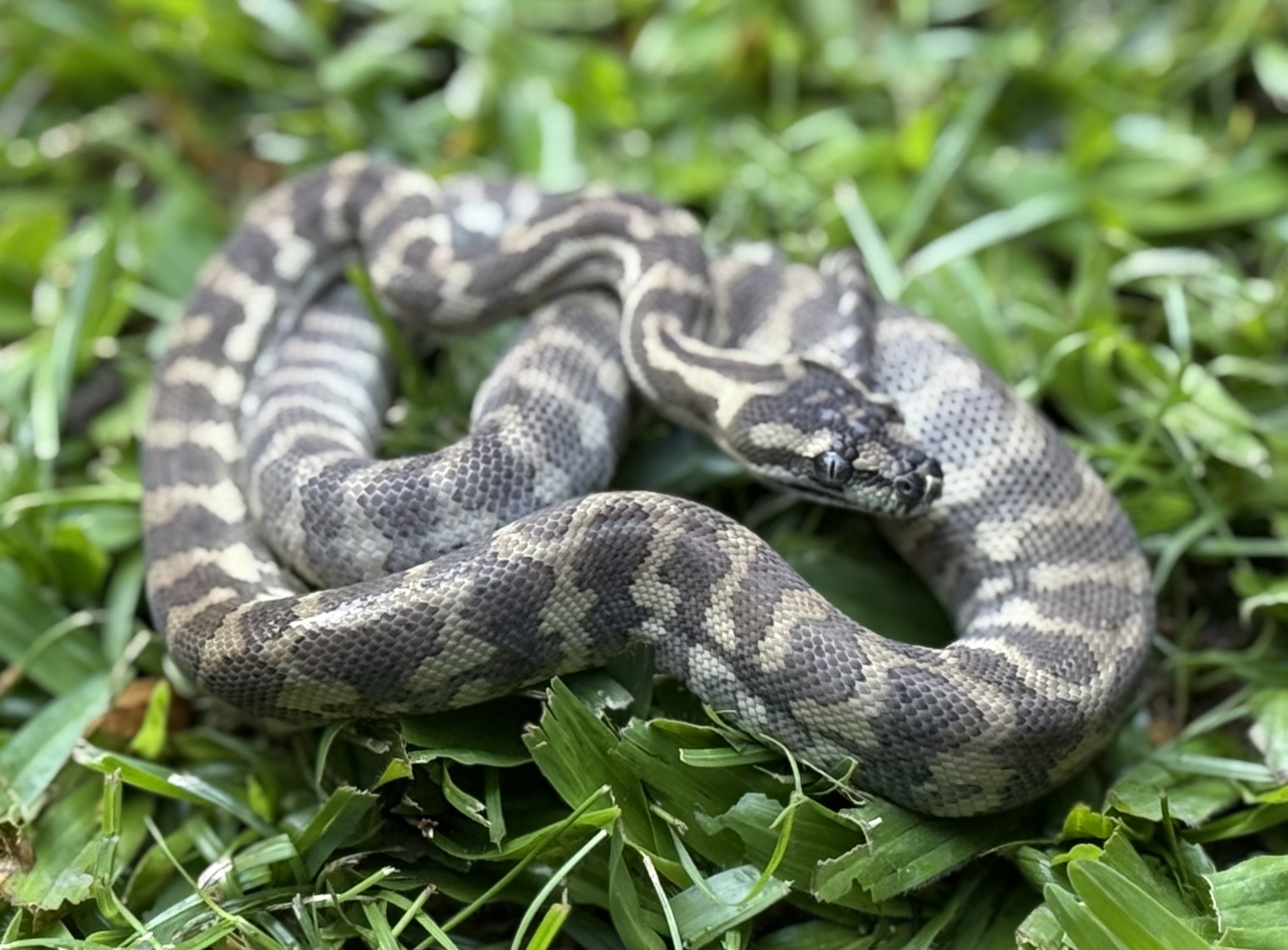 Ghost carpet python