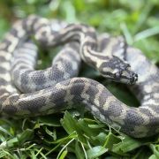 Ghost carpet python