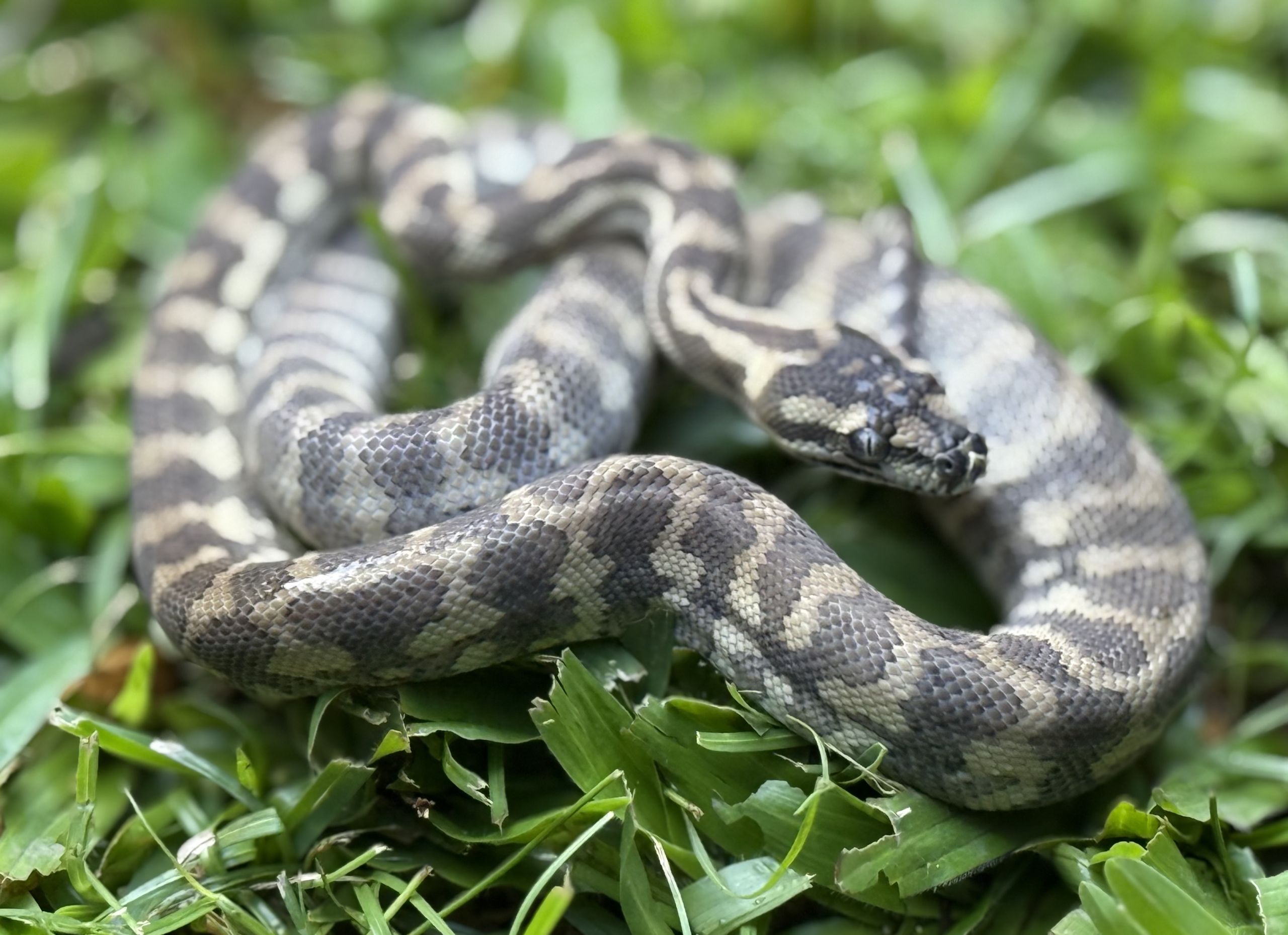 Ghost carpet python