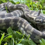 Ghost carpet python