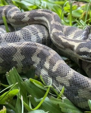 Ghost carpet python