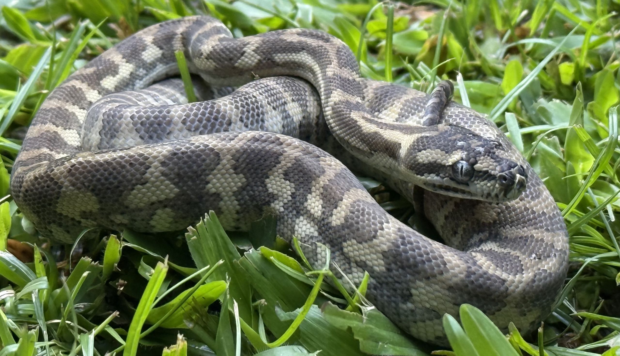Ghost carpet python