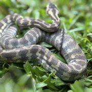 Ghost carpet python