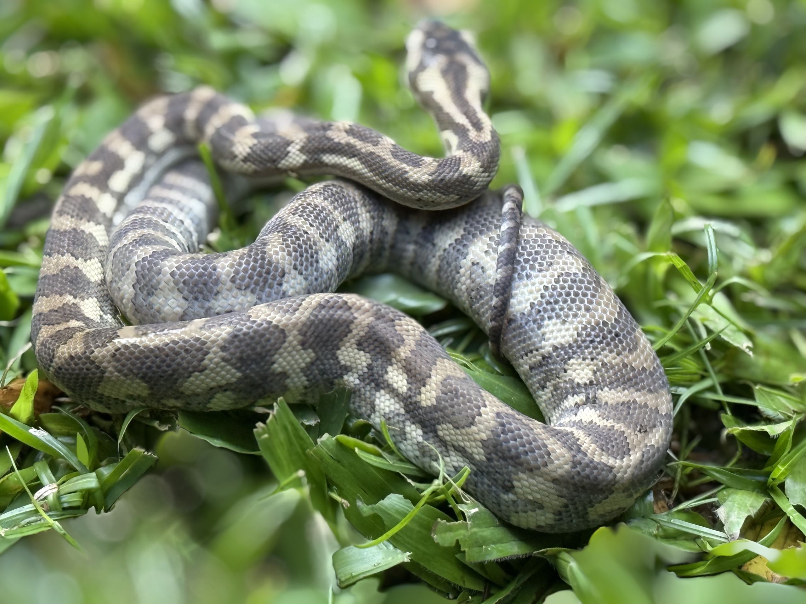 Ghost carpet python