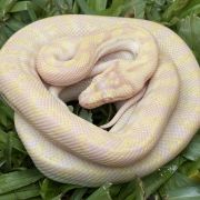 Snow Zebra Carpet Python