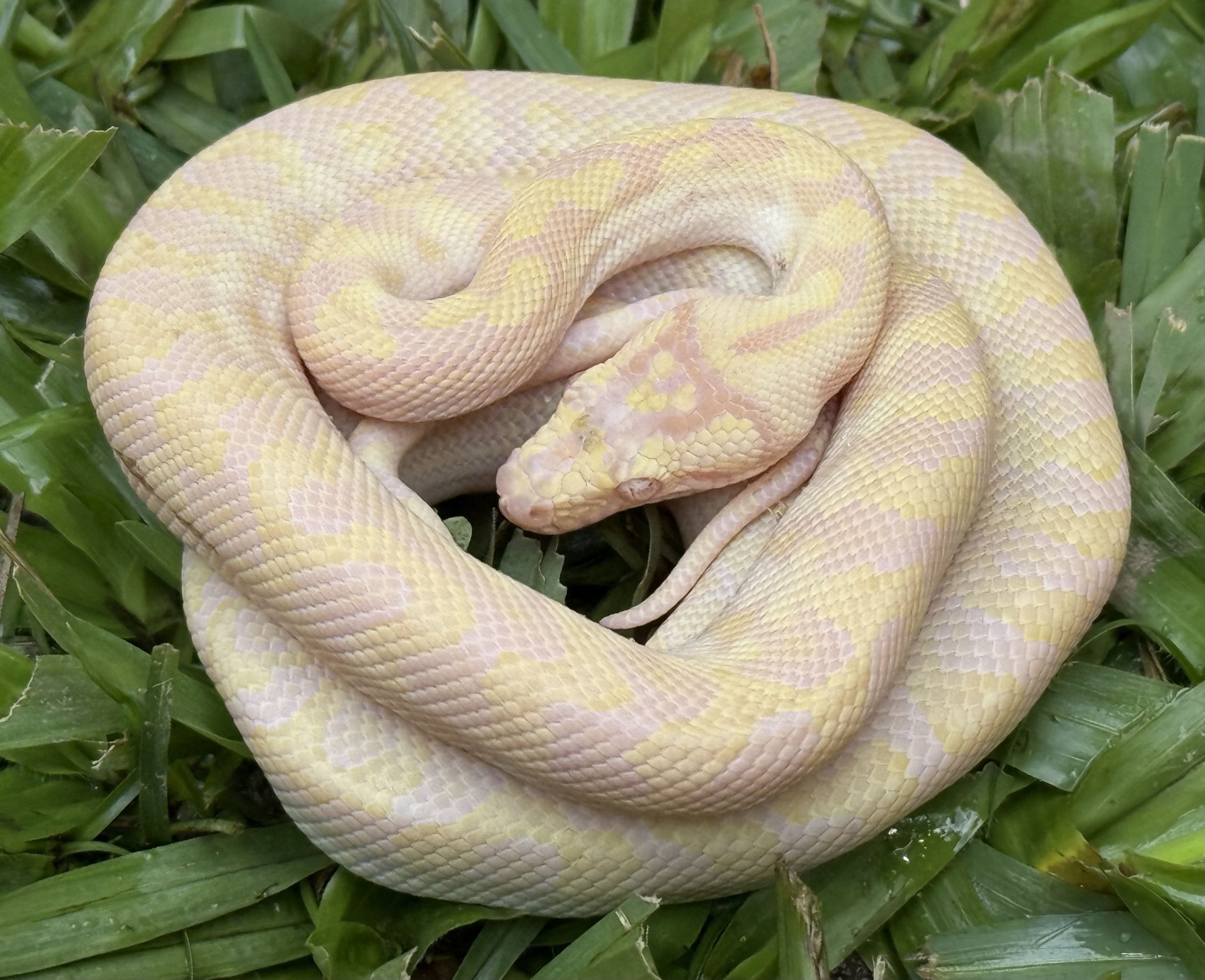 Snow Zebra Carpet Python
