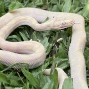 Snow Zebra Carpet Python