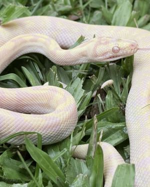 Snow Zebra Carpet Python