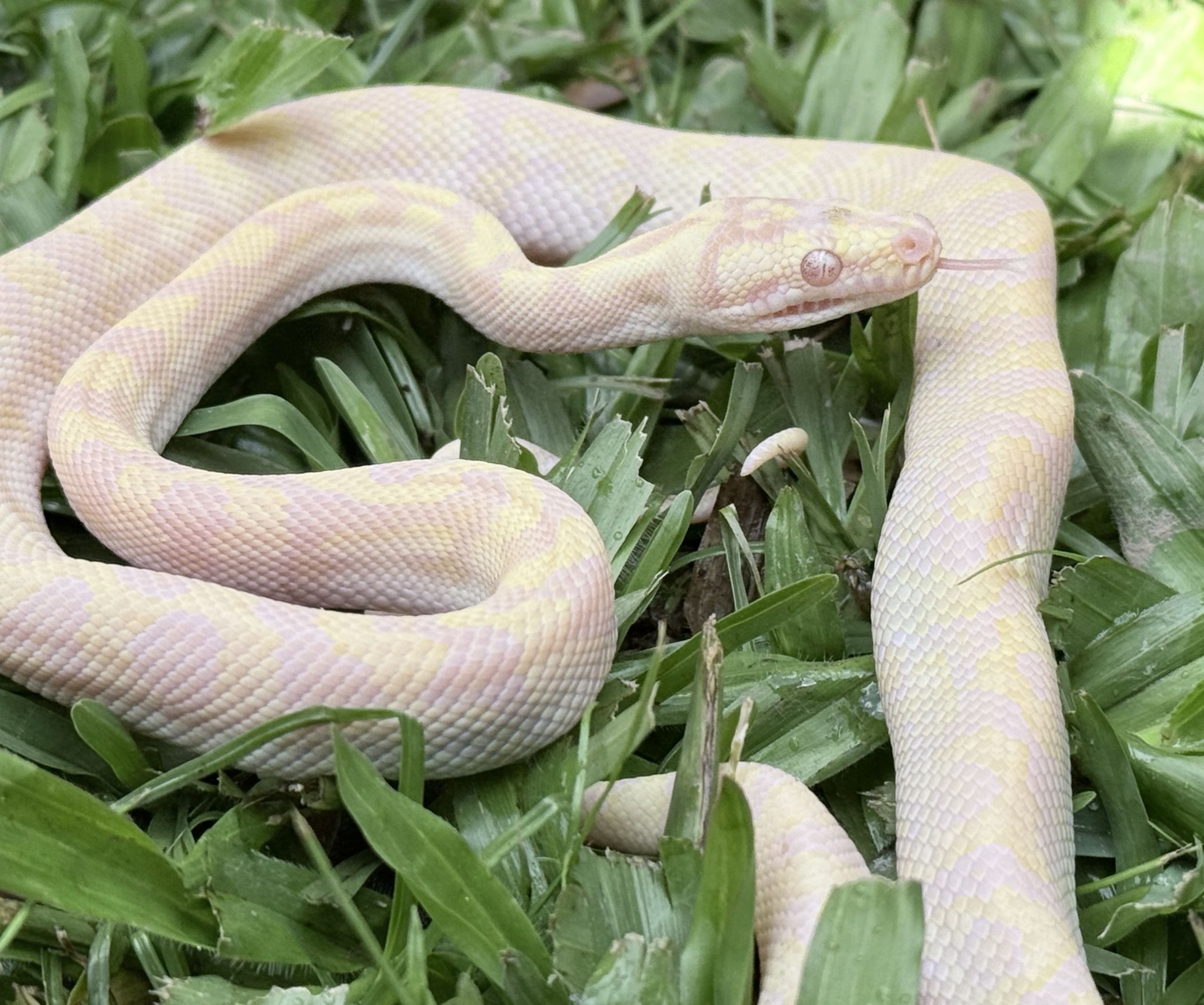 Snow Zebra Carpet Python