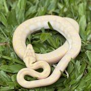 Snow Zebra Carpet Python