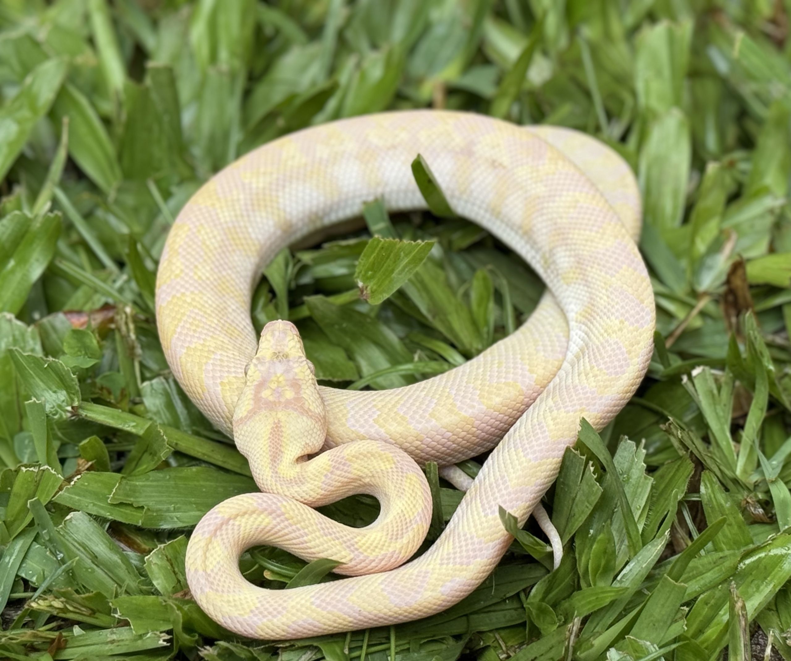 Snow Zebra Carpet Python