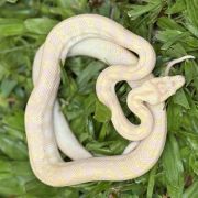 Snow Zebra Carpet Python