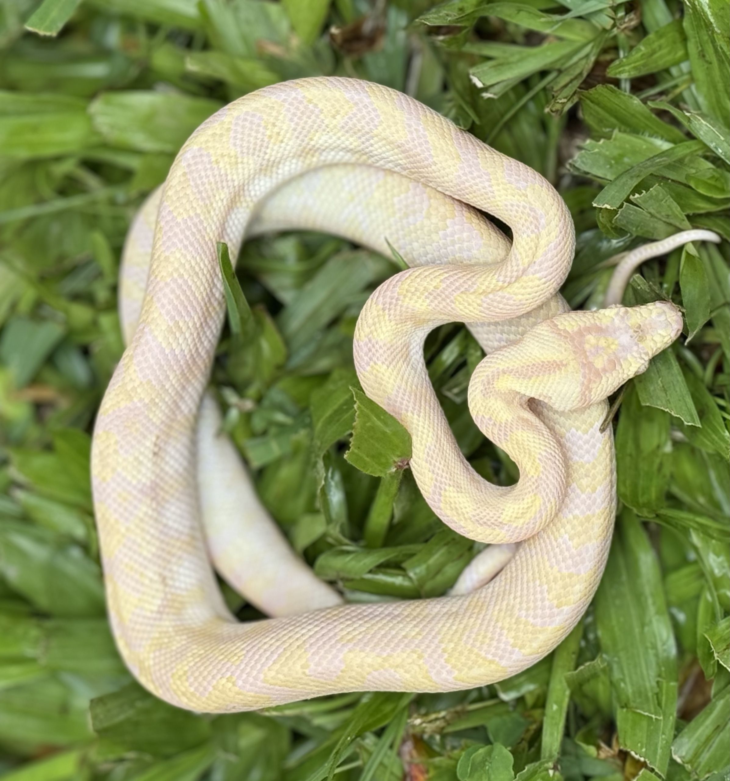 Snow Zebra Carpet Python